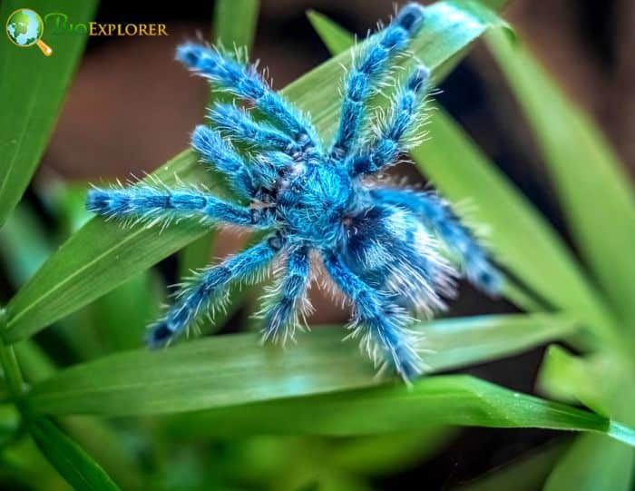 Pink Toe Tarantulas In Rainforests