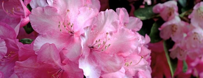 Pink Rhododendron Flowers