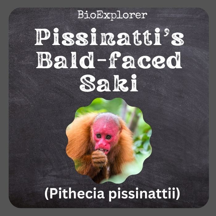 Pissinatti's Bald-faced Saki