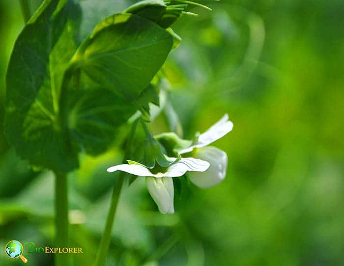 Pisum Sativum Flower