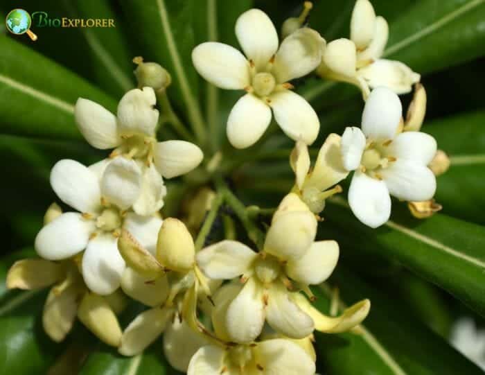 Pittosporum Flowers