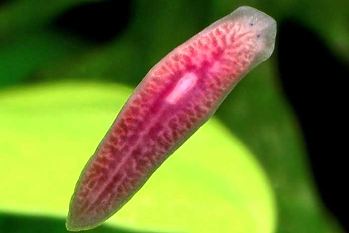 Planaria