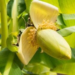 Plantain flower (Plantaginaceae)