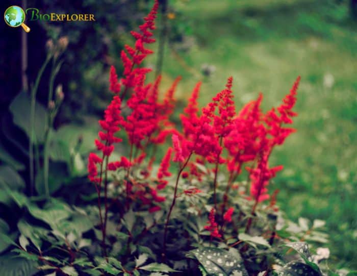 Planting Astilbes