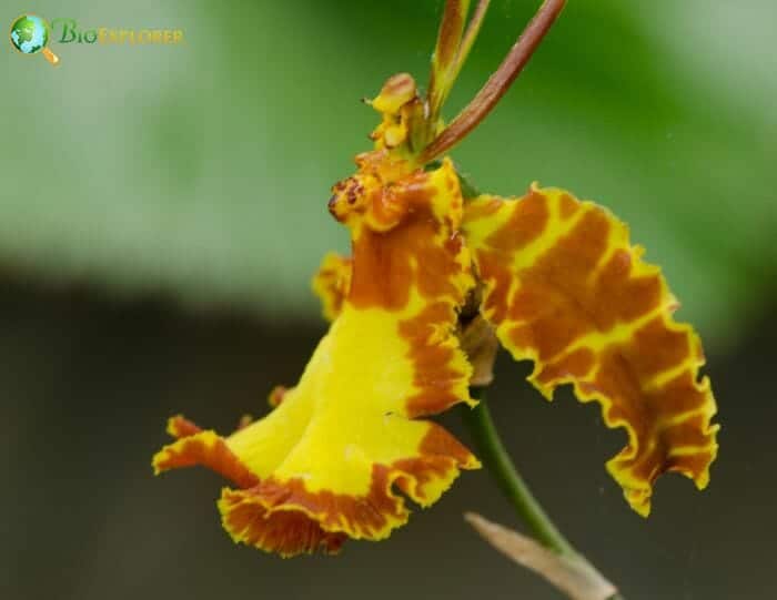 Platanthera Chlorantha