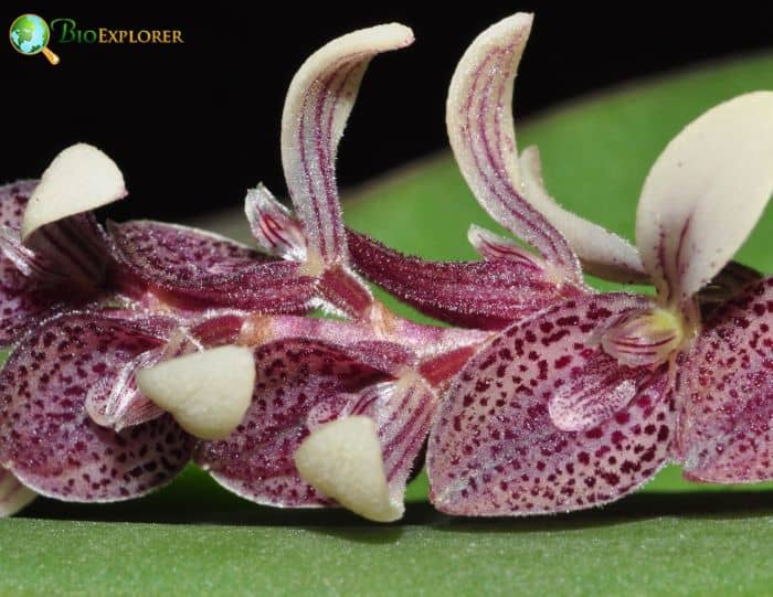 Pleurothallis Flowers