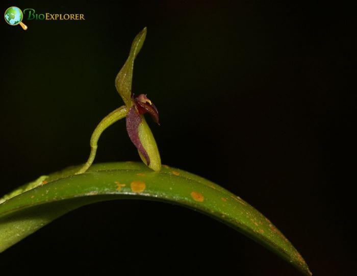 Pleurothallis Plant