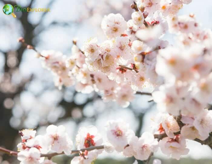 Plum Blossom Flowers