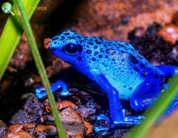 Poison Dart Frog In Rainforests