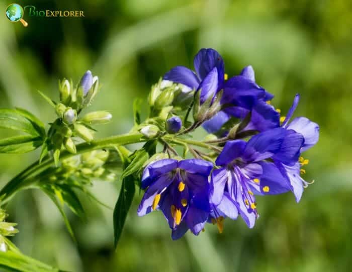 Polemonium Caeruleum