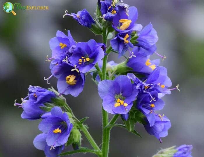 Polemonium Flowers