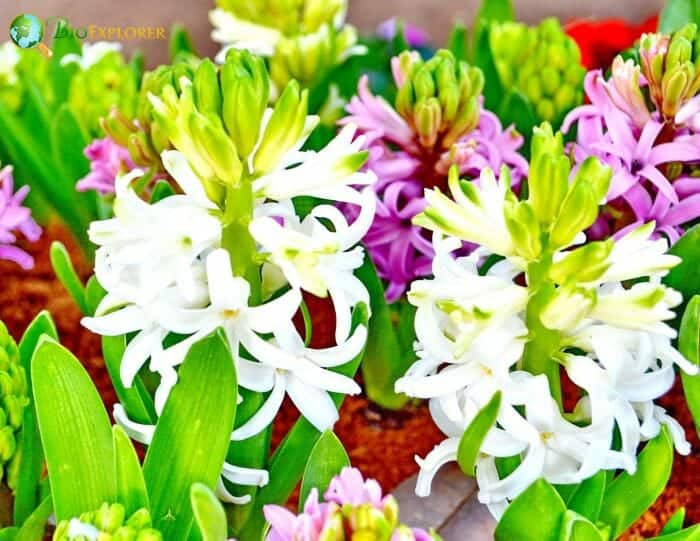 Polianthes Tuberosa Flowers