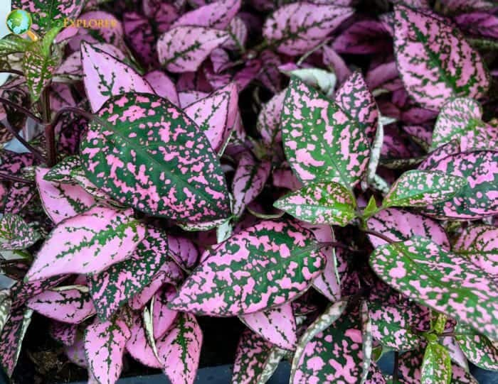 Polka Dot Hypoestes Phyllostachya