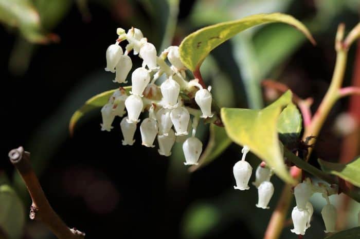 Polygonatum Biflorum