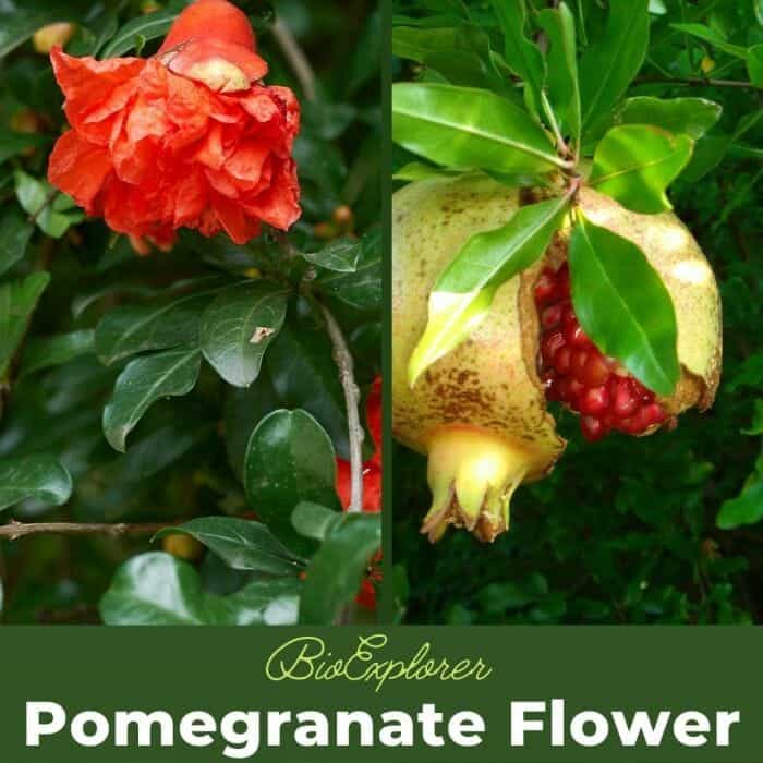 Pomegranate