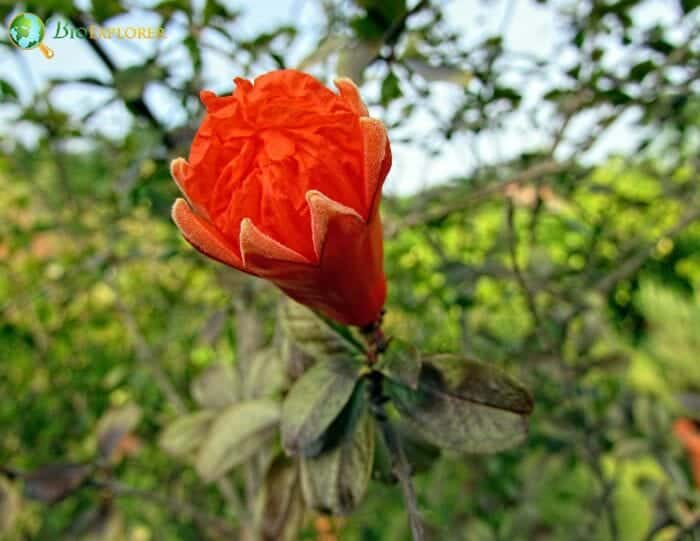 Pomegranate Flower Lythraceae