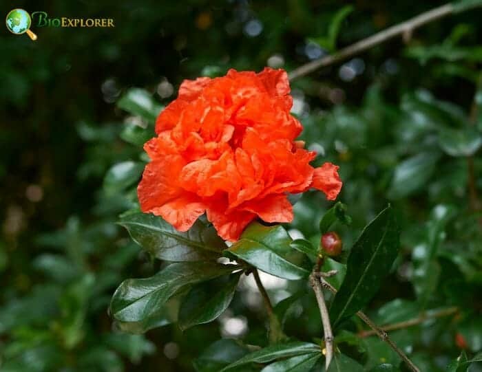 Pomegranate Flowers