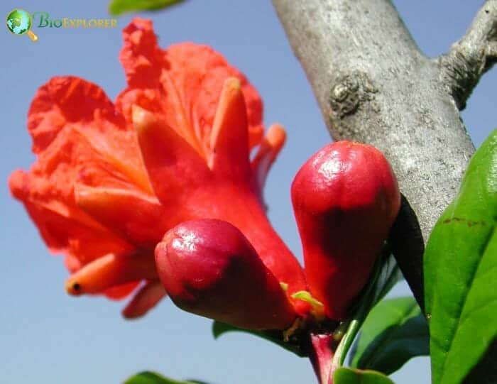 Pomegranate Tree