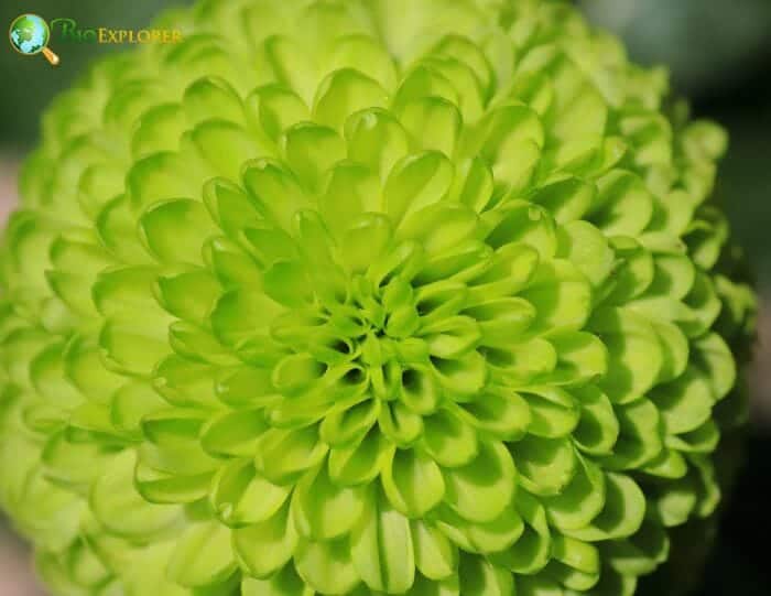 Pompom Chrysanthemum Pompom