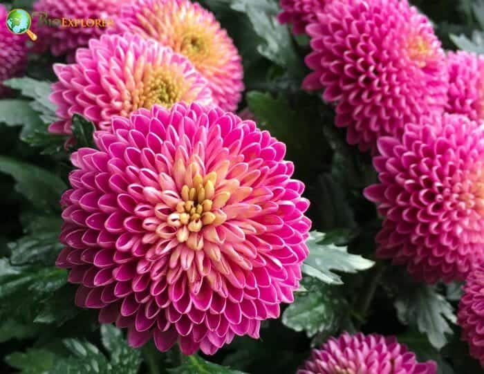 Pompom Chrysanthemum