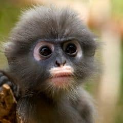 Popa langur