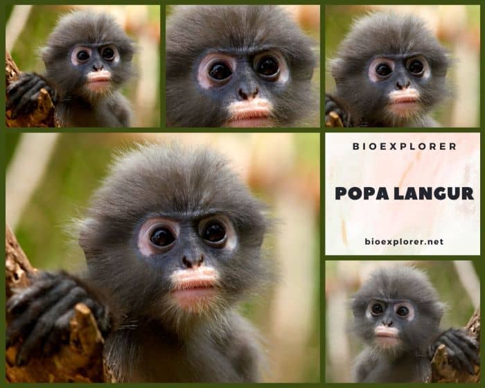 Popa Langur