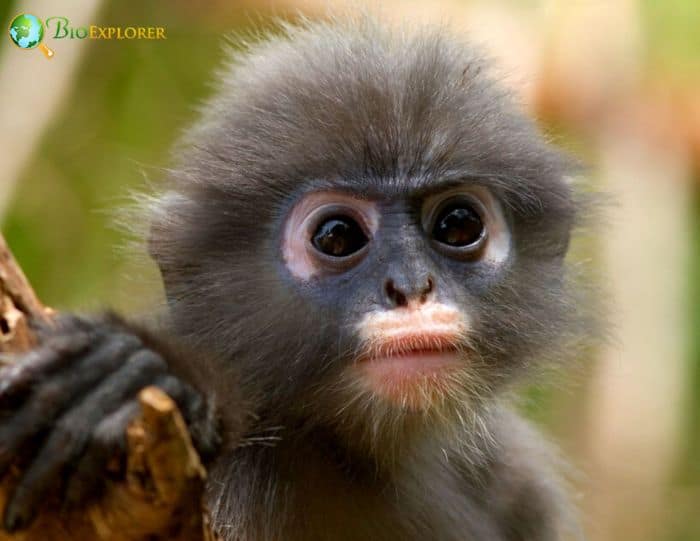 Popa Langur