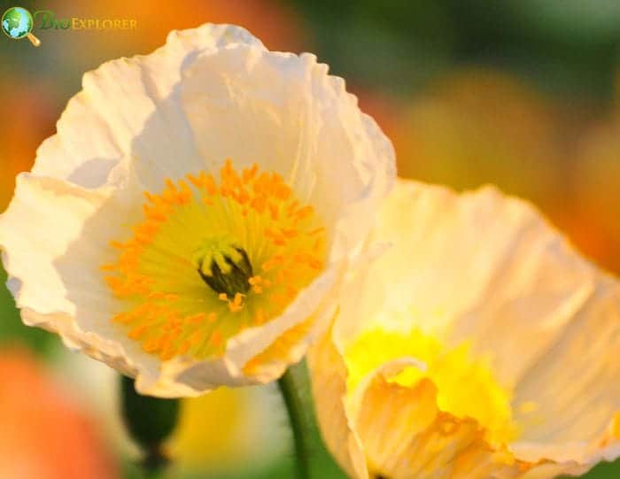 Poppy Common Types and Varieties