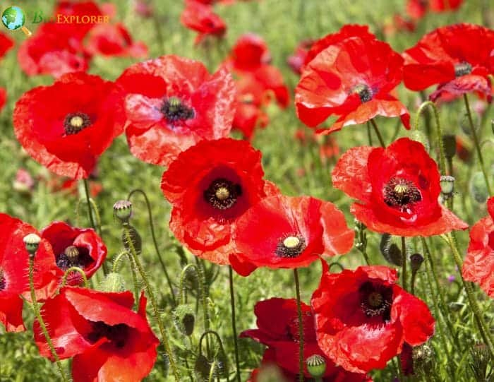 Poppy The Second August Birth Flower