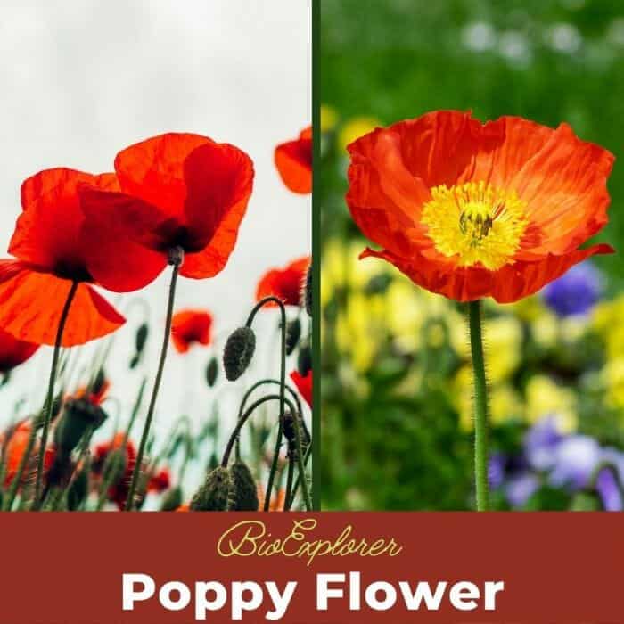 Poppy