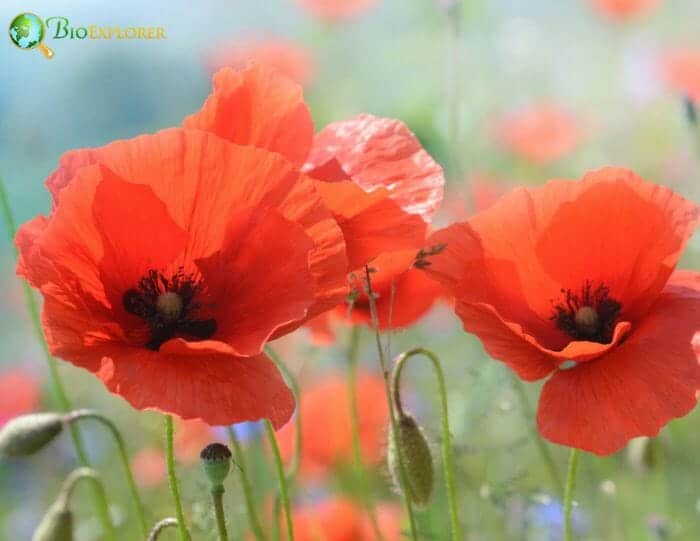 Poppy Flowers