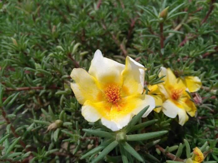 Portulaca Grandiflora