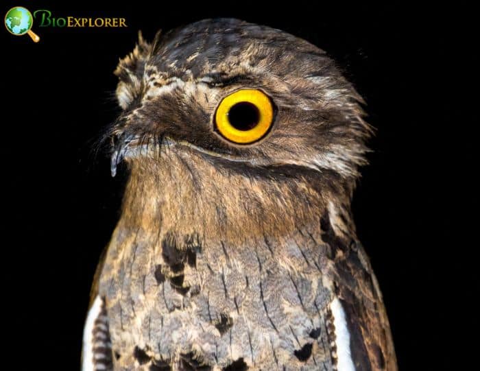 Potoo Bird In Rainforests