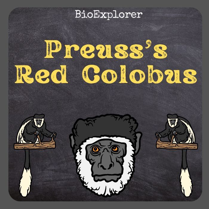 Preuss's Red Colobus