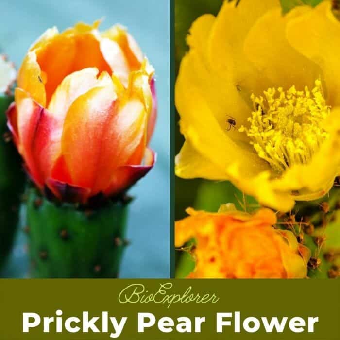 Prickly Pear