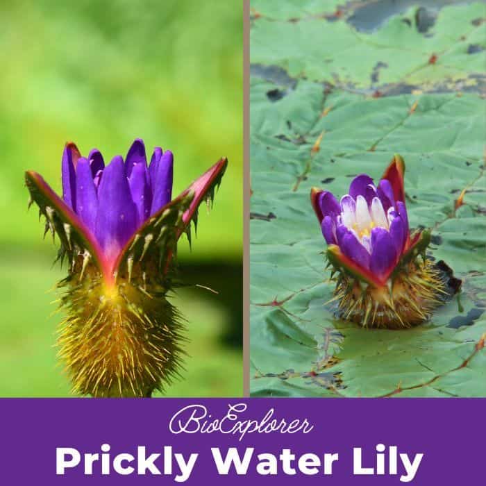 Prickly Water Lily