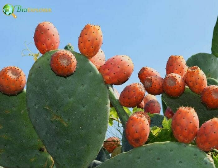 Prickly Pear Fruits