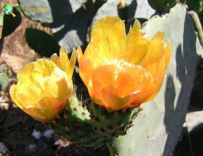 Prickly Pear Yellow Flowers