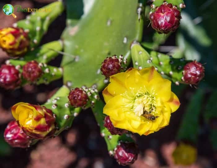 Prickly Pear