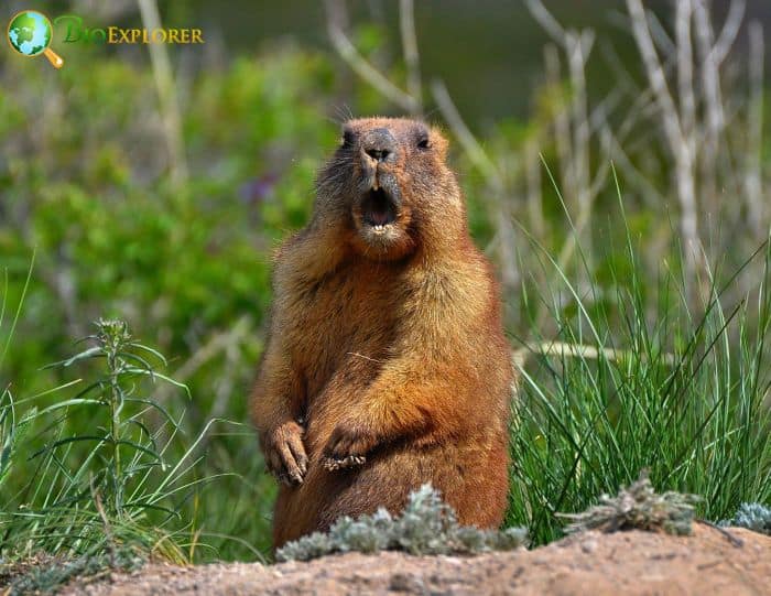 Primary Diet Of Groundhogs