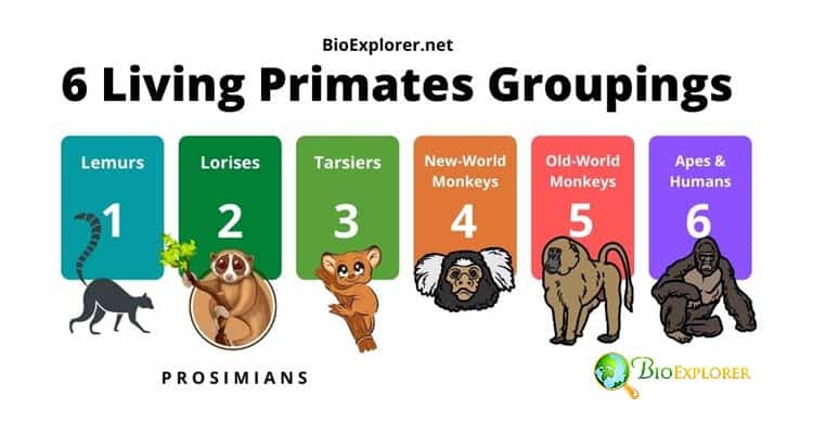 Primates Groups