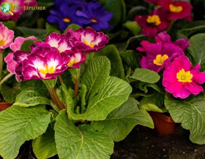 Primrose Flower Facts