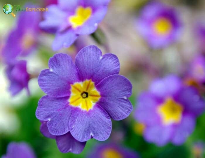 Primula Vulgaris