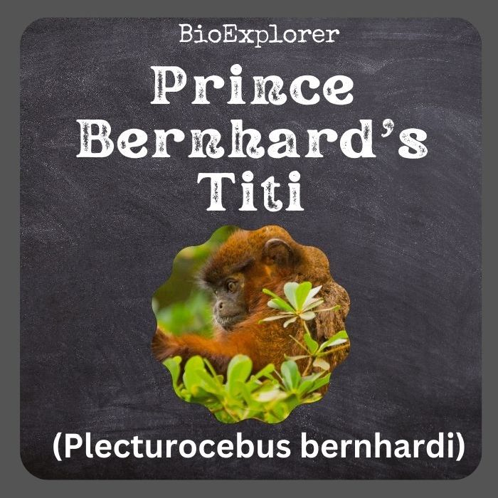 Prince Bernhard's Titi