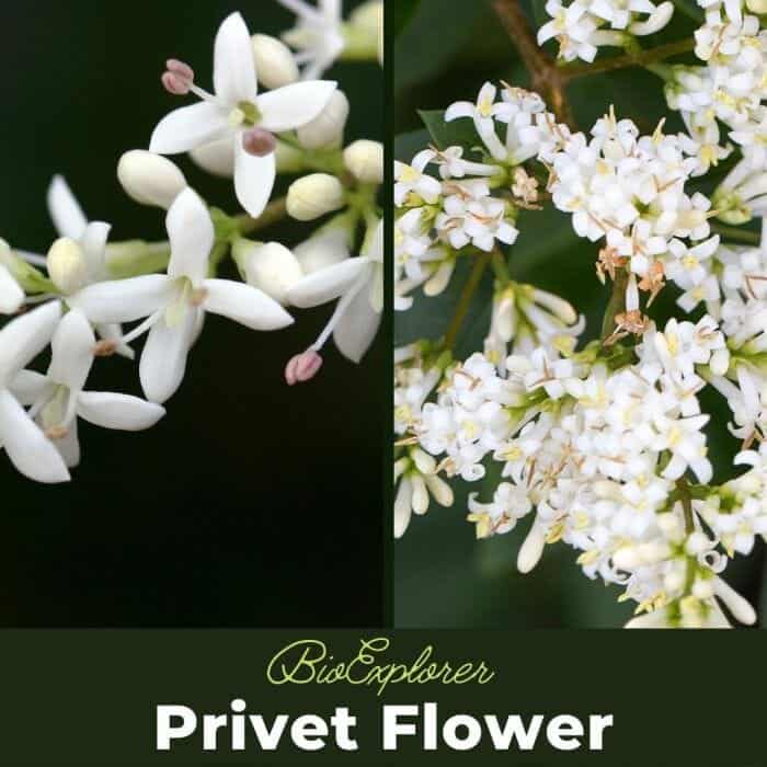 Privet Flowers