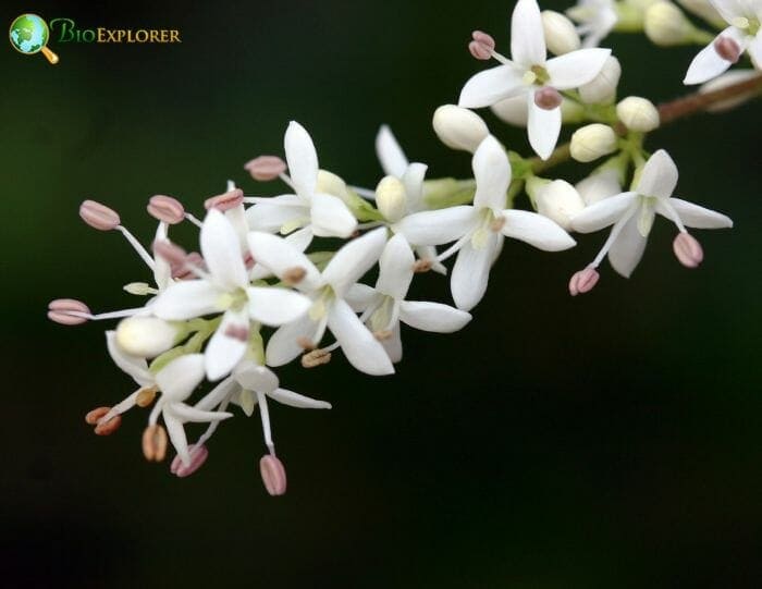 Privet Flowers