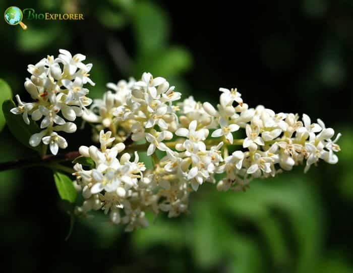 Privet Flowers