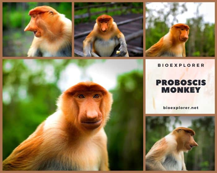 Proboscis Monkey