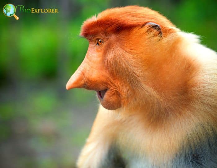 Proboscis Monkey