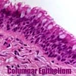 Pseudostratified Columnar Epithelium